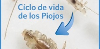 Pediculosis