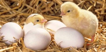 ¡Sigue en directo las incubadoras del cole!