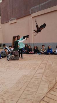 Animales en el aula. Fauna en acción. Ciclo Inicial